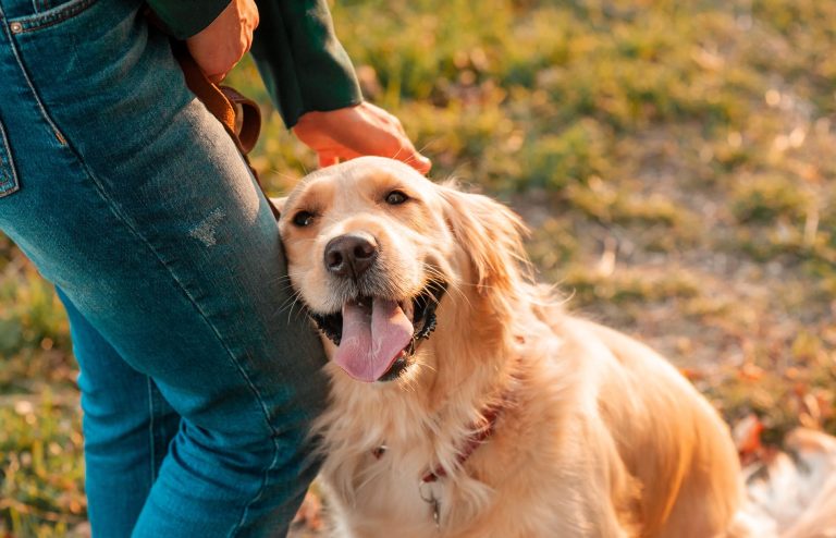 Chien de compagnie aux côtés de son propriétaire, illustrant une assurance spécifique pour les animaux domestiques.
